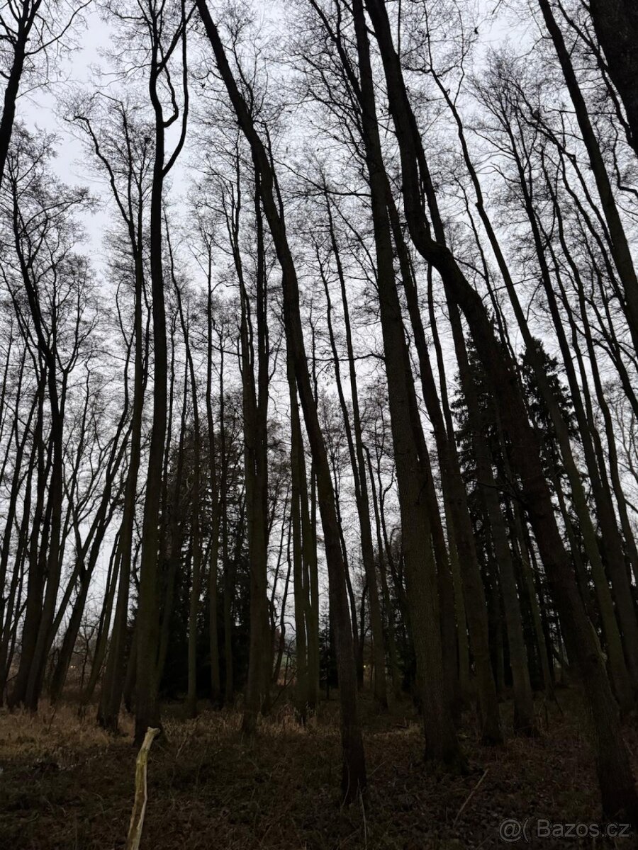 Prodej lesního pozemku v k.ú. Měcholupy u Předslavi - 6