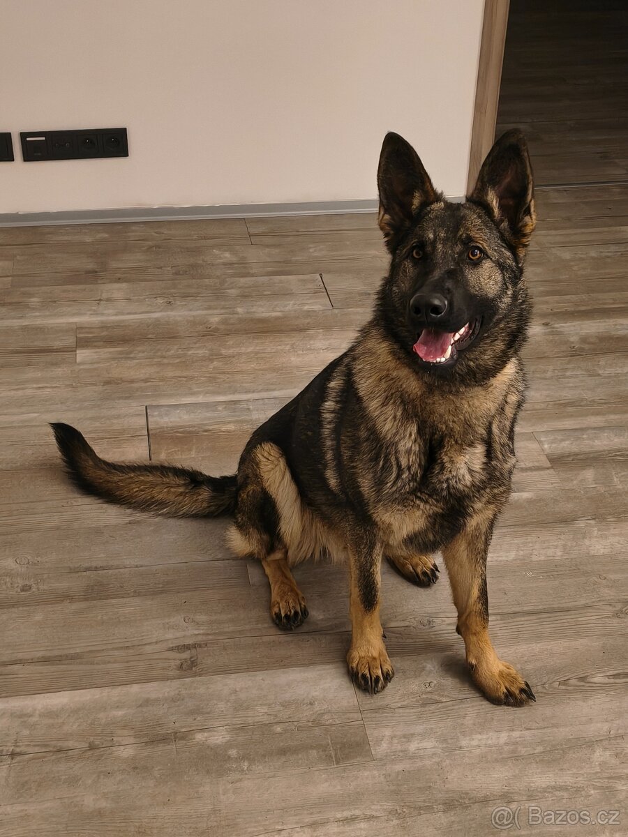 Německý ovčák s PP - 6