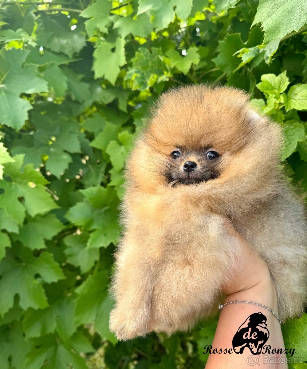 Pomeranian - 6