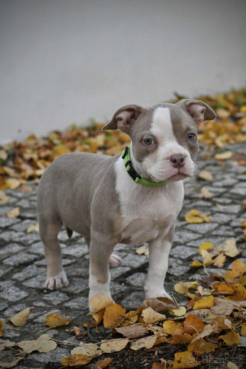 Štěňátka American Bully - 6