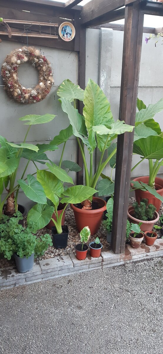 Kolokazie jedlá-Taro - 6