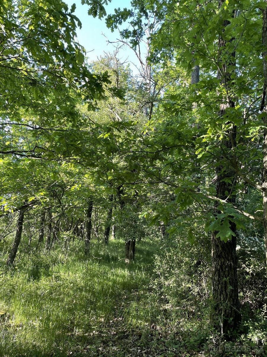 Prodám lesní pozemek v k.ú. Oplot - 6