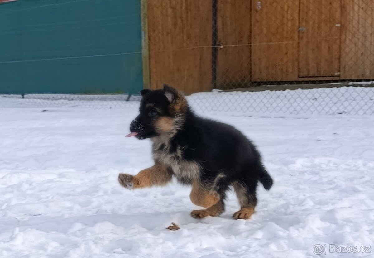 Německý ovčák štěně s PP - 6