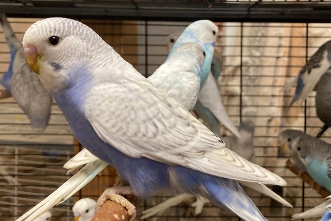 Prodám Andulky modrobílé - 6