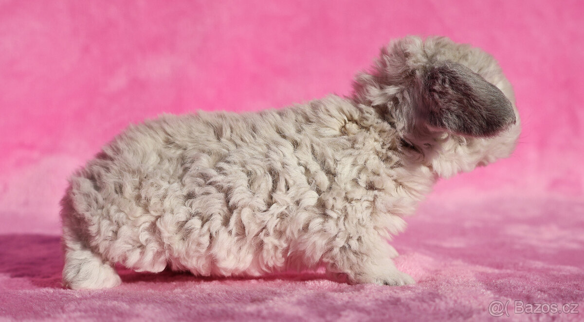 Zakrslý rex beránek , maličký siam sameček - 6