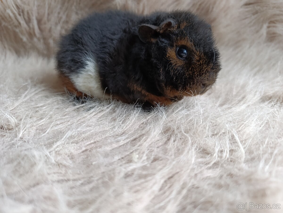 Morče US Teddy / samička / morčátko - 6