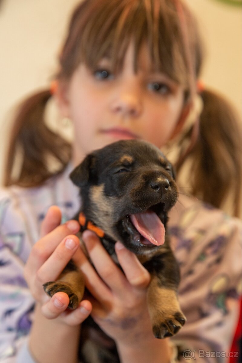 štěňátka křížence - 6