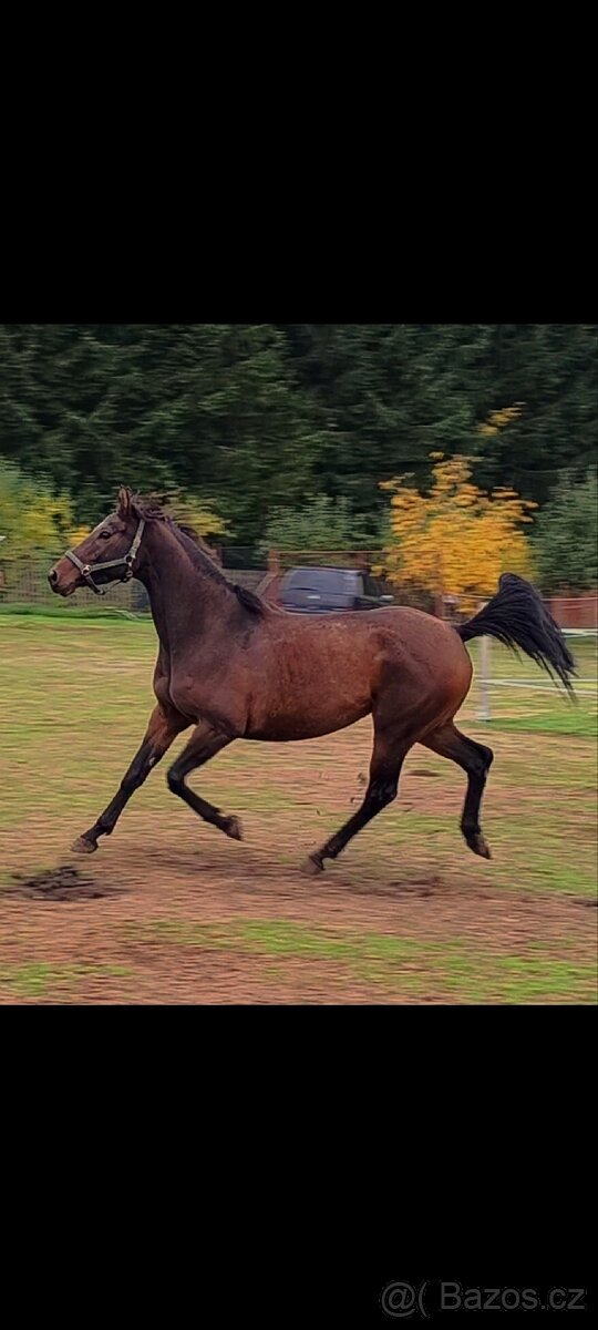 Klisna CS nar. 6/2019 - 6