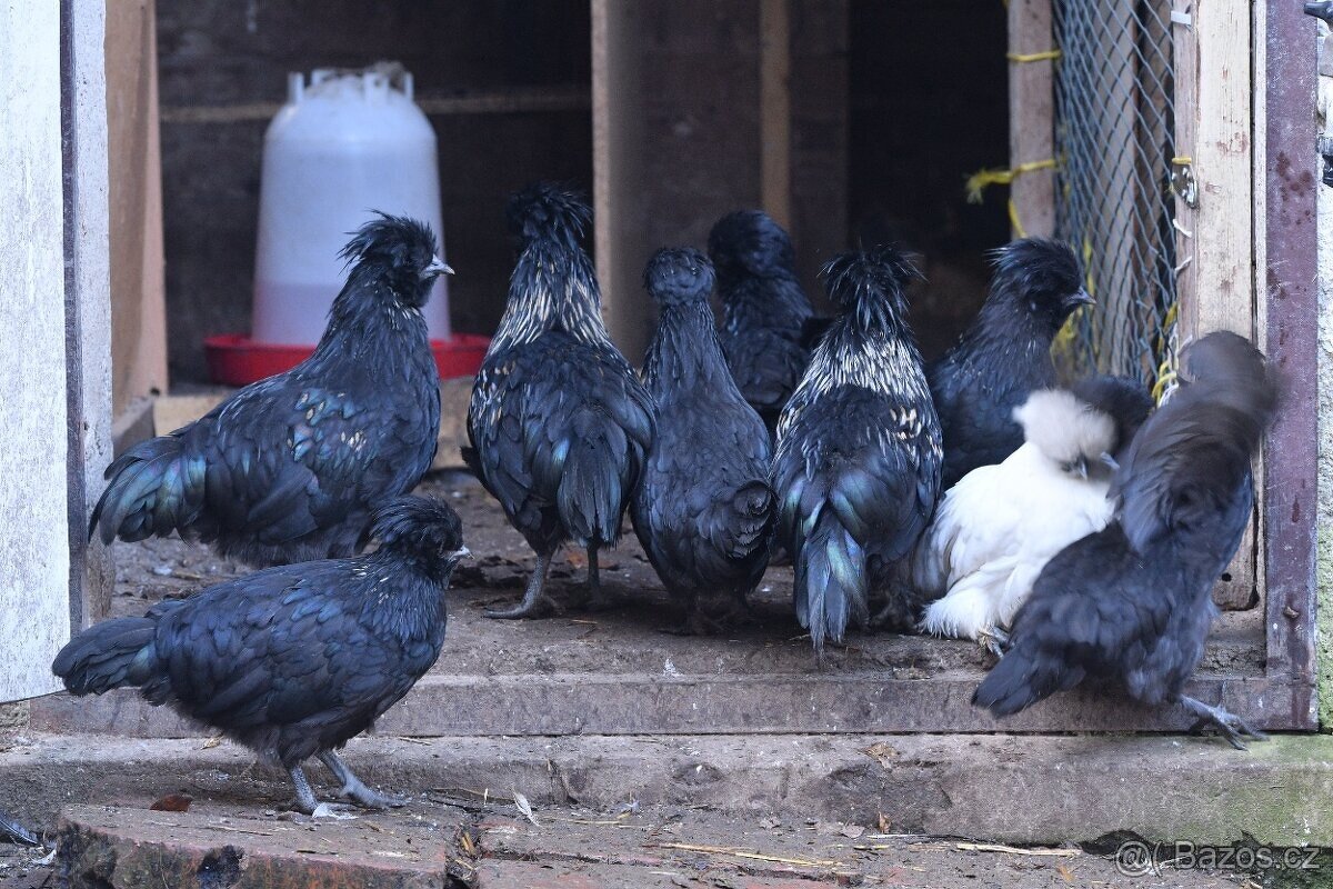 Minislepičky pro radost i vejce - 6