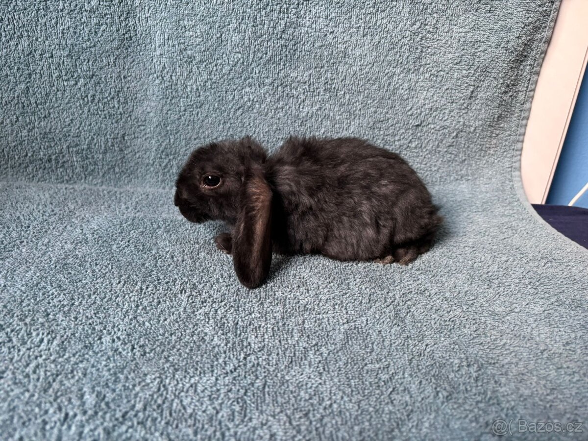 zakrslý králíček beránek rex - 6