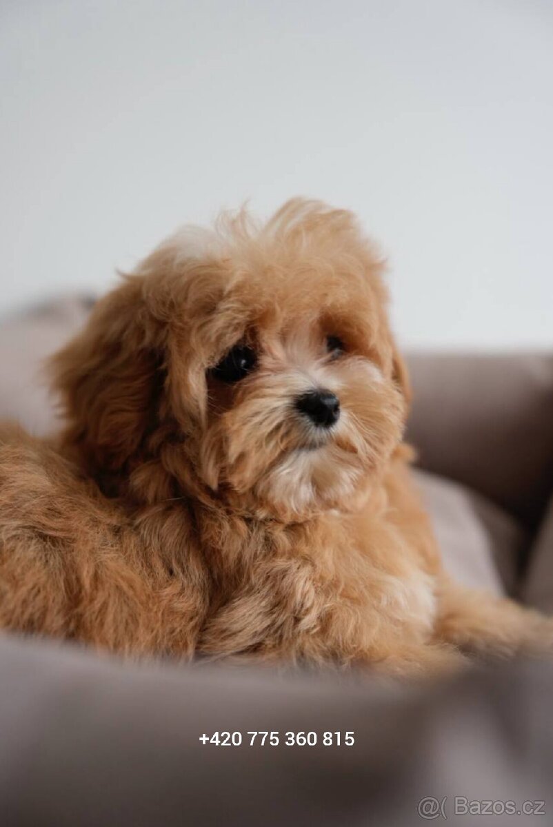 Maltipoo holčička f1 - 6