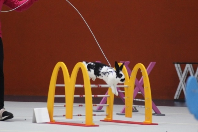 sportovní králík s pp - Lora - 6