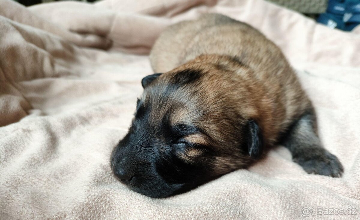 Nabízíme krásná štěňata - 6