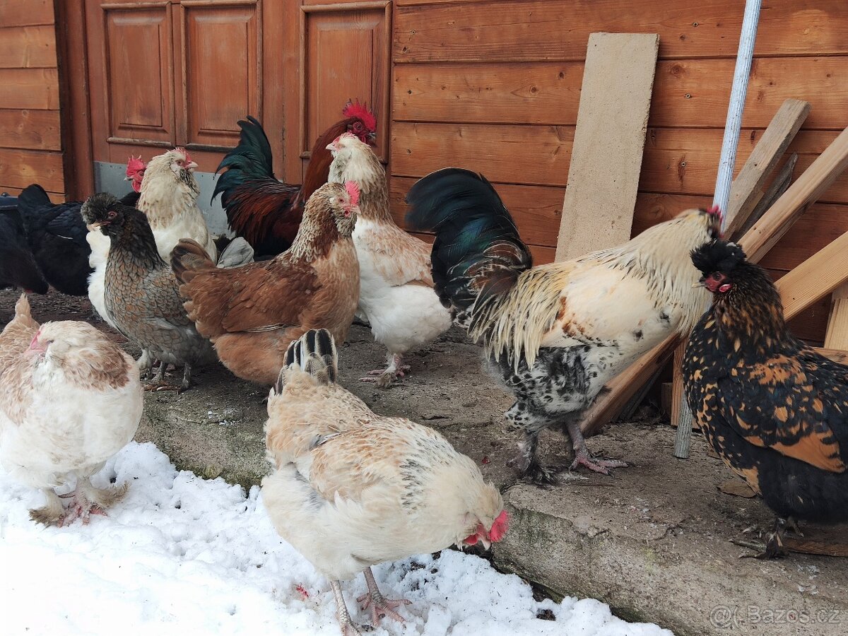 Faverolka velká lososová - kohouti - 6