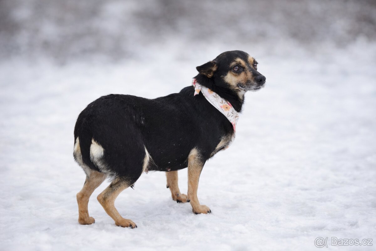 Timea hledá domov - 6