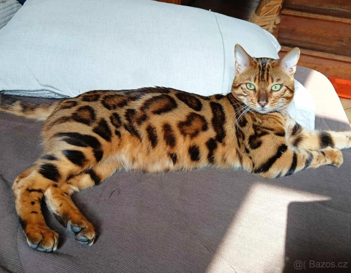 Bengálská kočička s PP - k chovu - 6