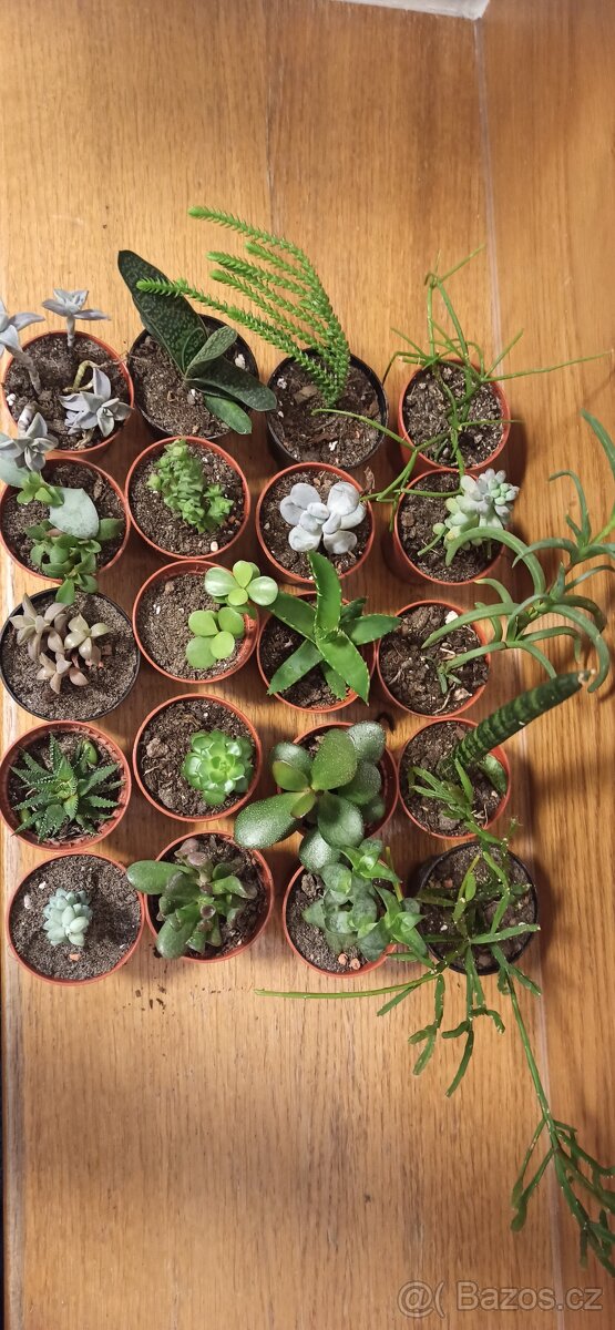 Sukulenty - 6