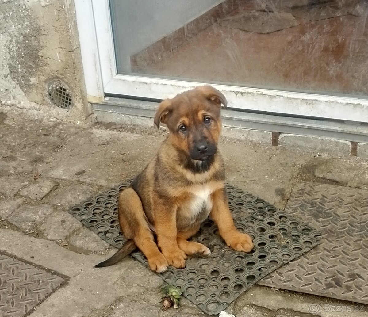 Kříženec německý ovčák - 6