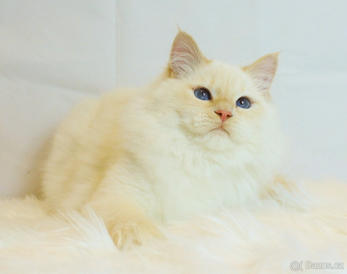 Sibiřská kočka - Neva Masqerade - 6