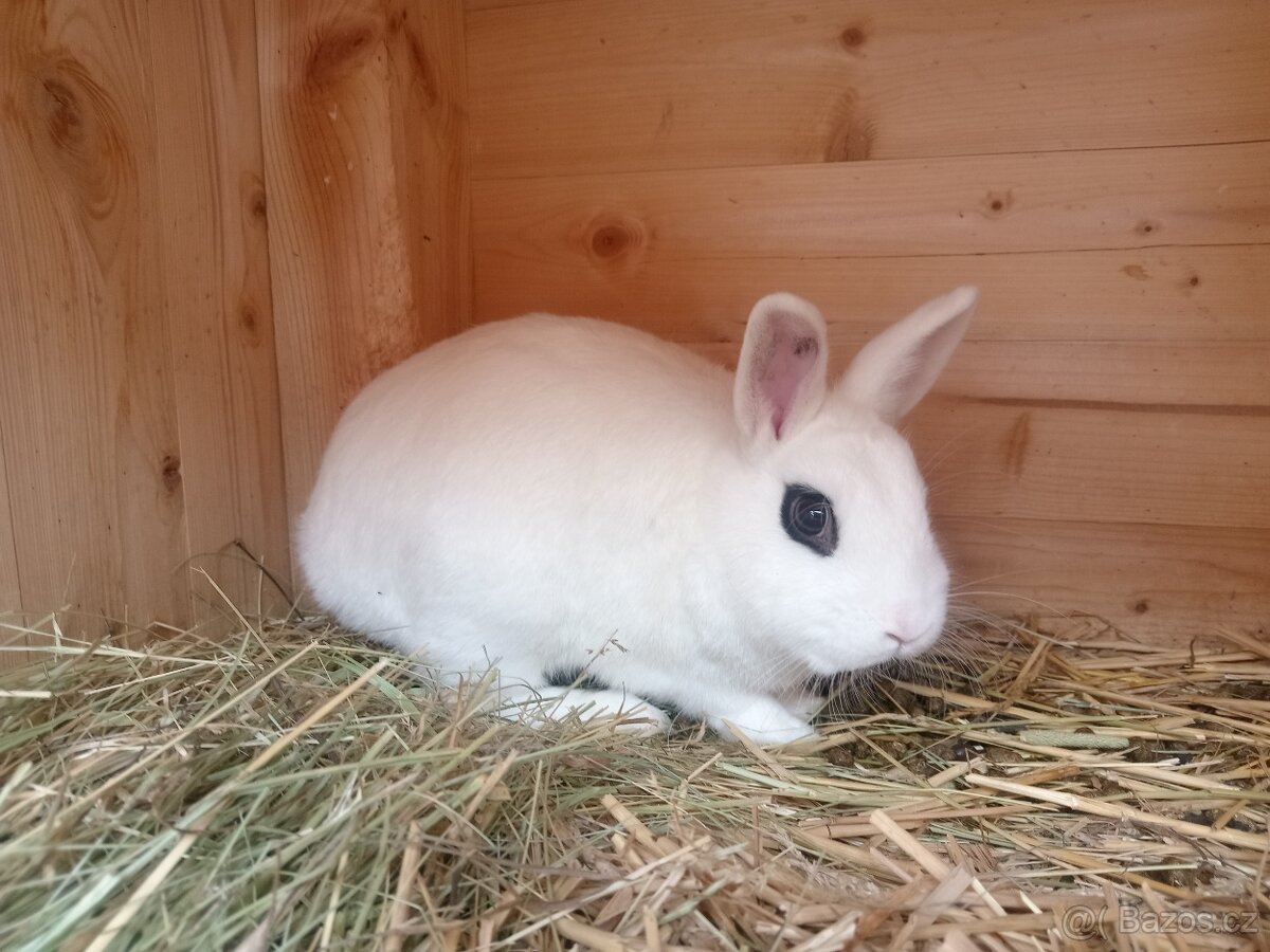 Zakrslý Hototský bílý s rodokmenem ČSCH - 3 úžasní kluci - 6