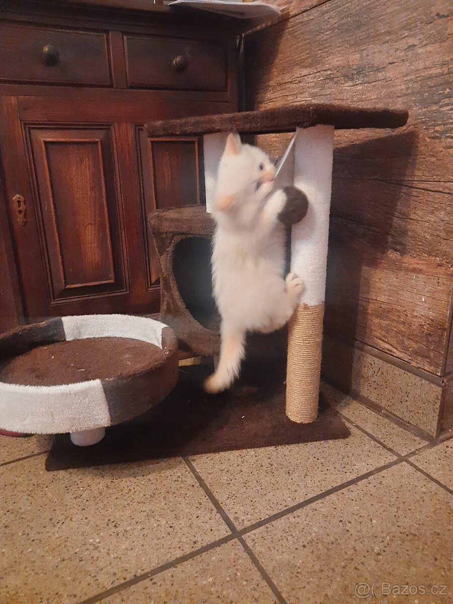 Sibiřská kočka, Něvská maškaráda - 6