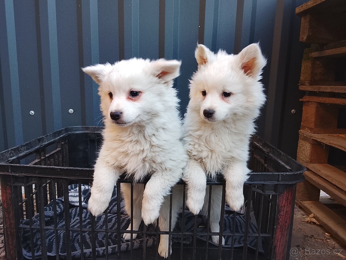 Štěňata-Německý špic střední - 6