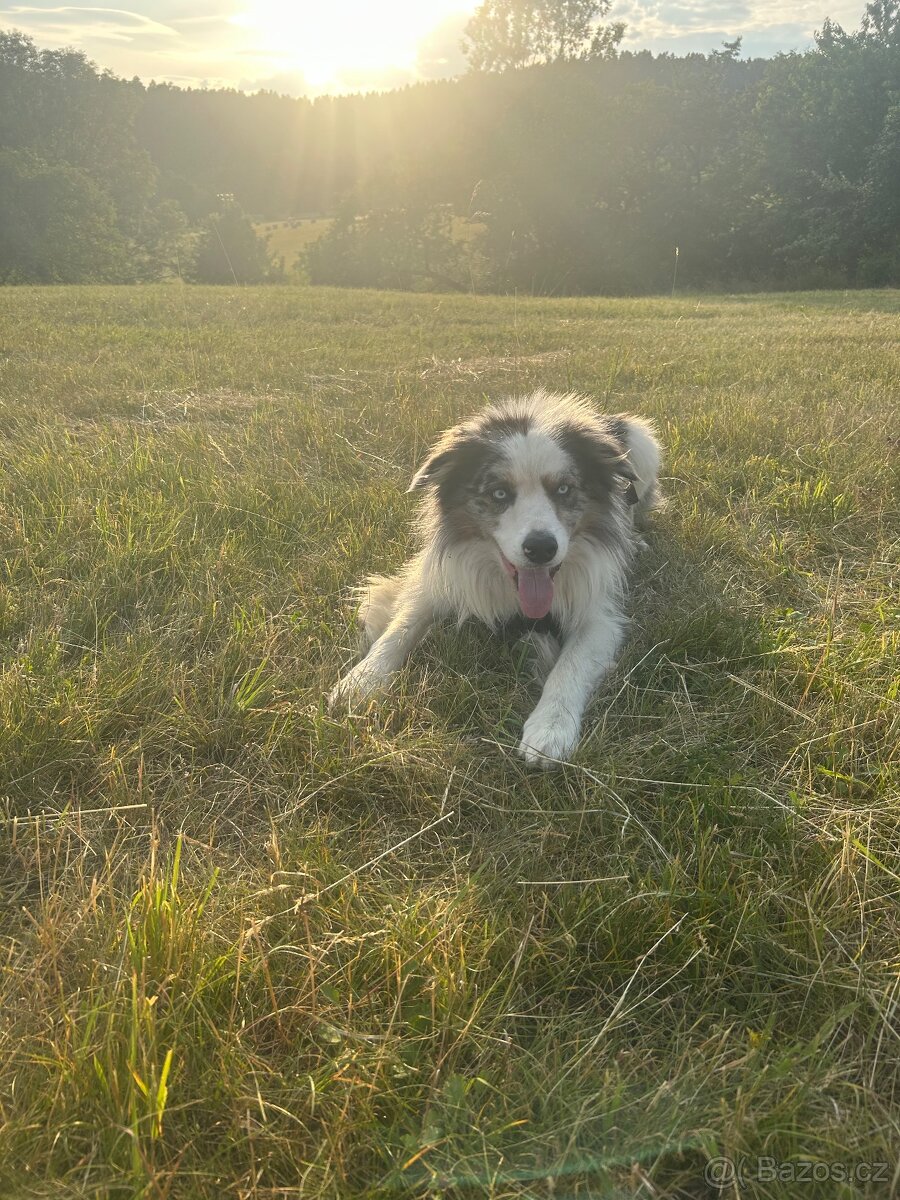 Krytí Border kolie bluemerle - 6