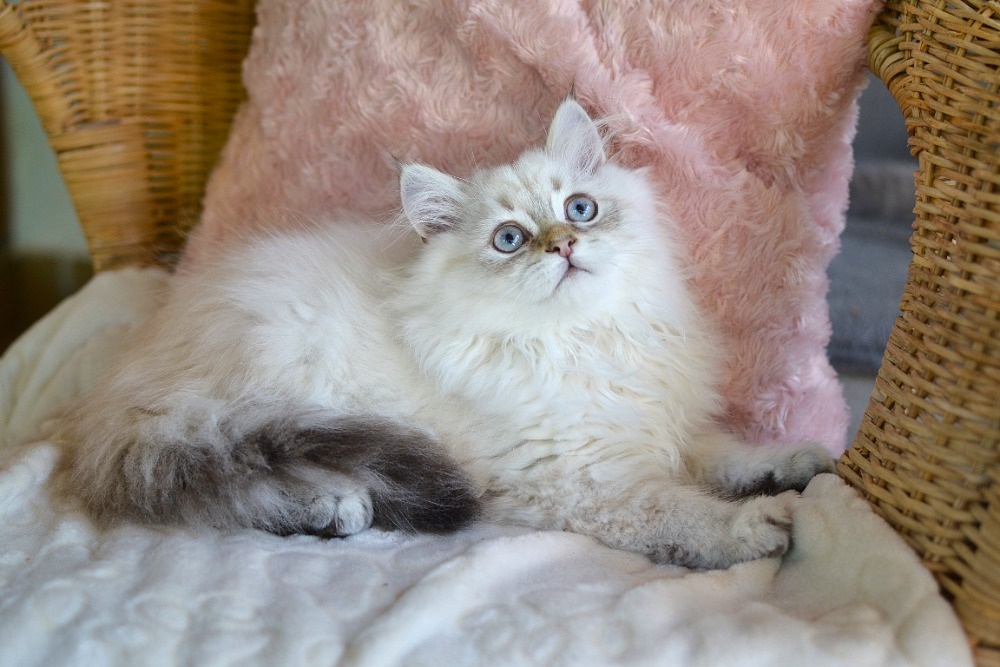 Krásný kocourek s PP ihned k odběru - 6