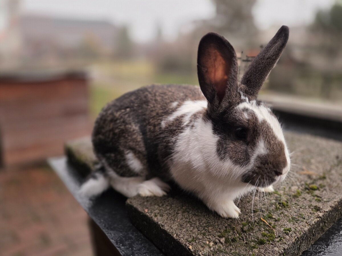 český strakáč samice a samec - 6