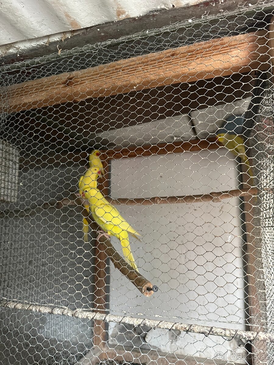 Alexandři, papoušci, rozely - 6