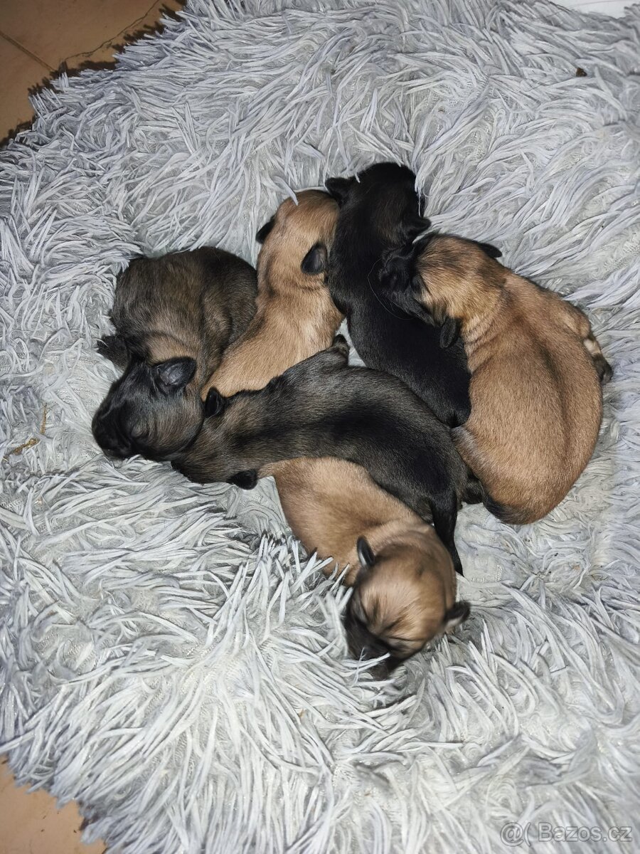 Tibetský španěl - štěňata s PP - 6