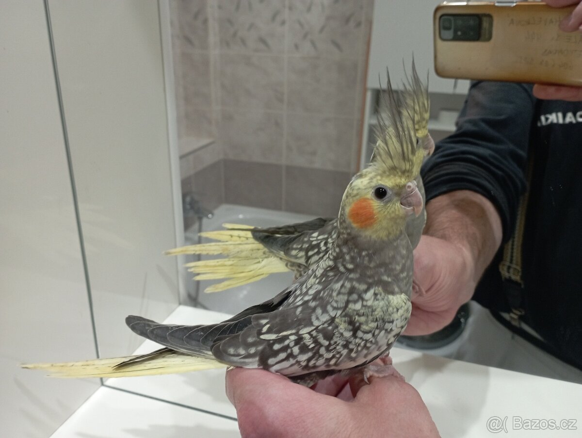 Korelky ručně dokrmené Brno - 6