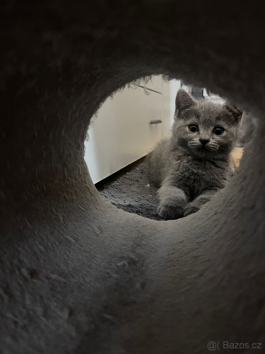 Britská modrá koťátka - 6