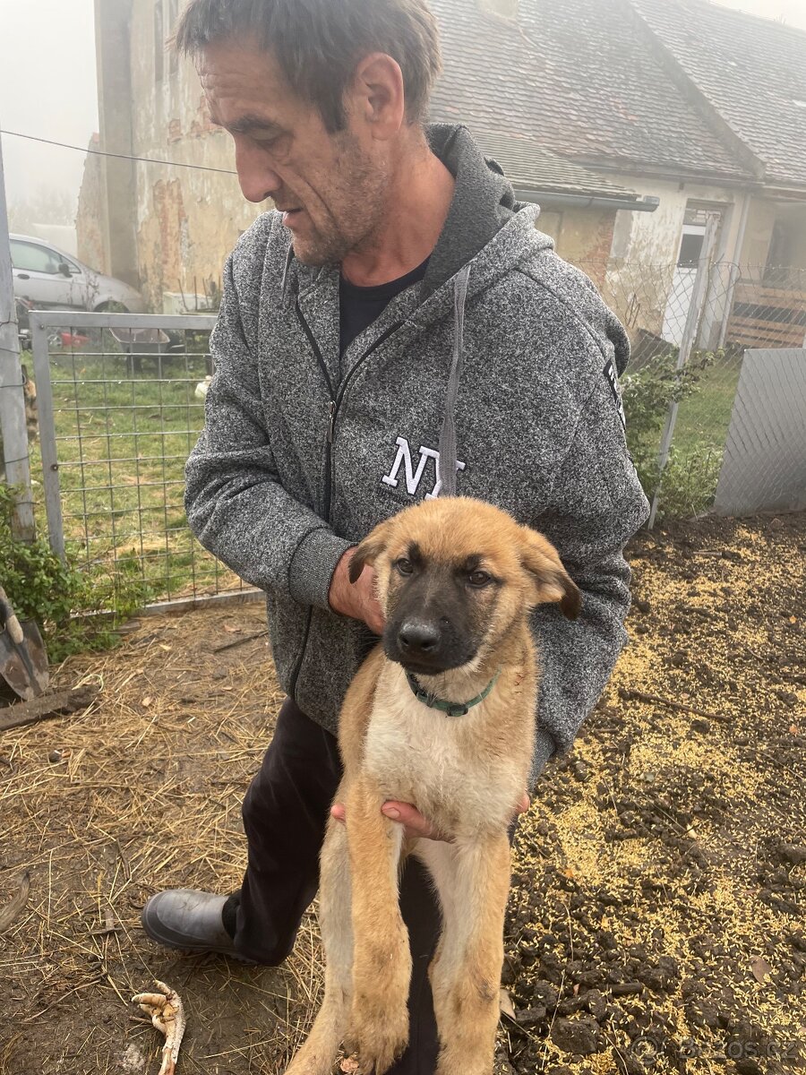 Štěně vlčáka - 6