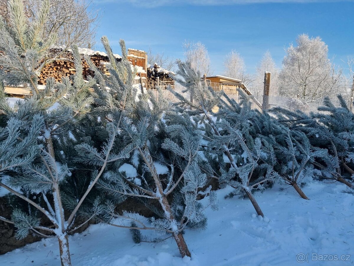 Vánoční stromek z prořezávky - 6