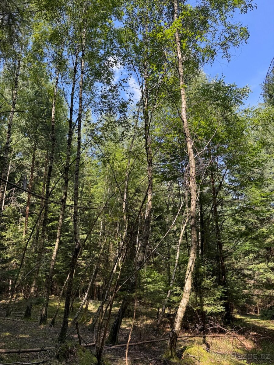 Prodám lesní pozemky v k.ú. Nesměň u Ločenic - 6