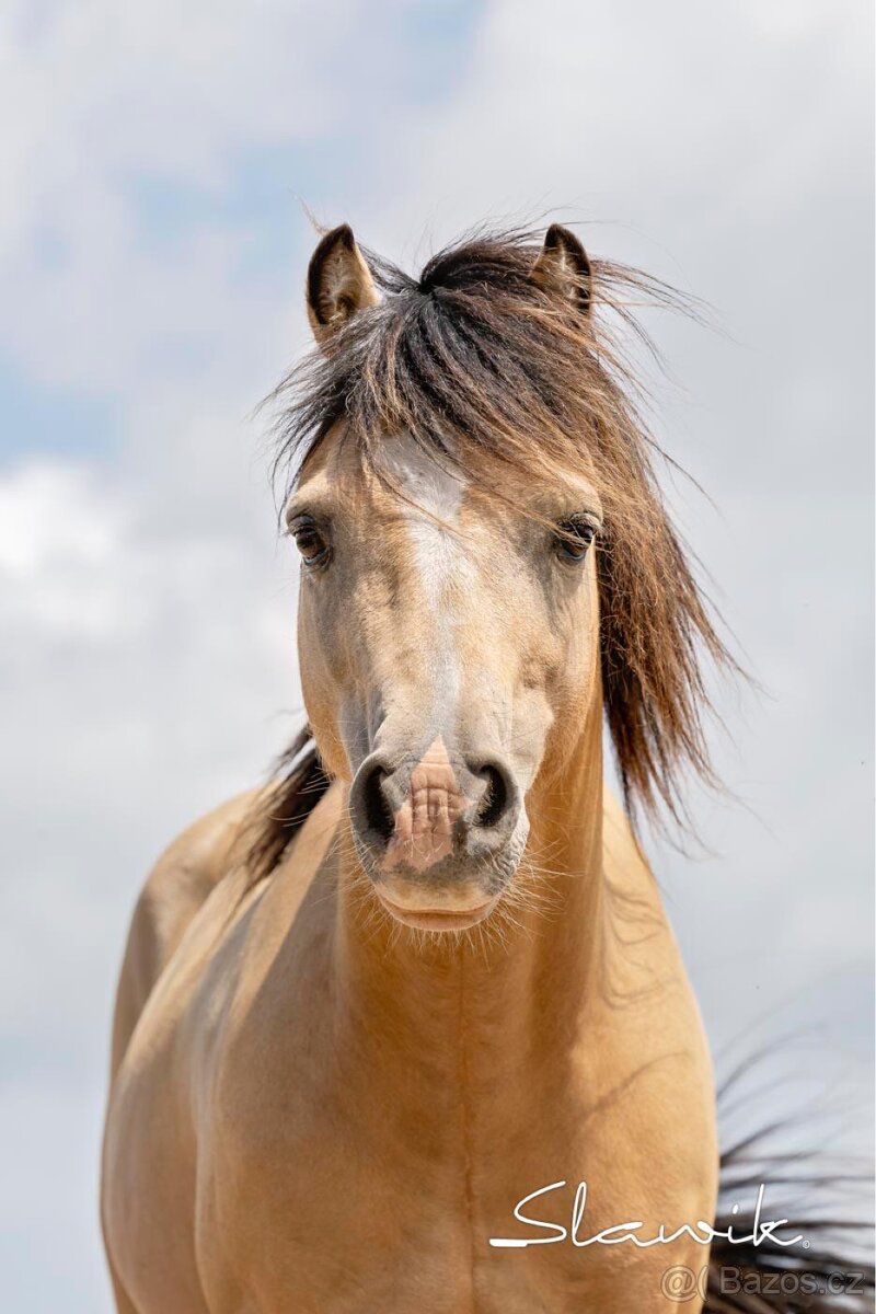 Připouštění Welsh mountain Pony - 6