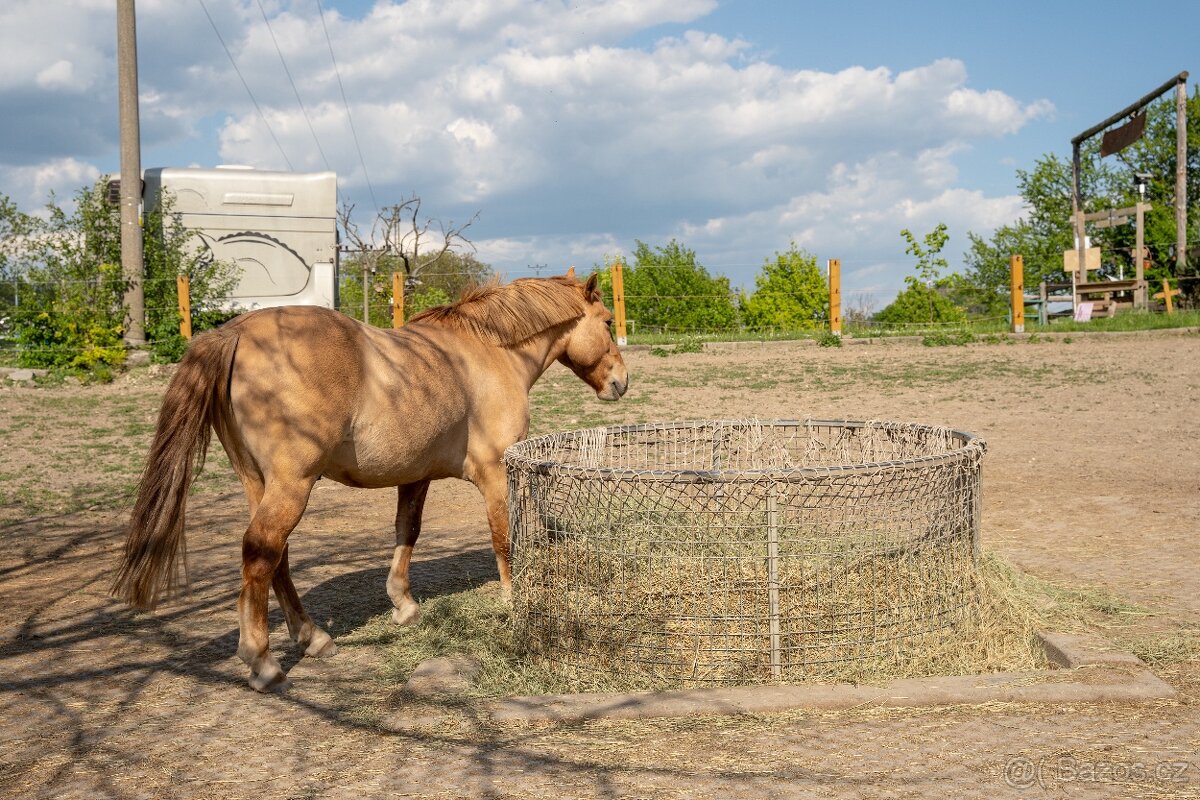 Venkovní ustájení - 6