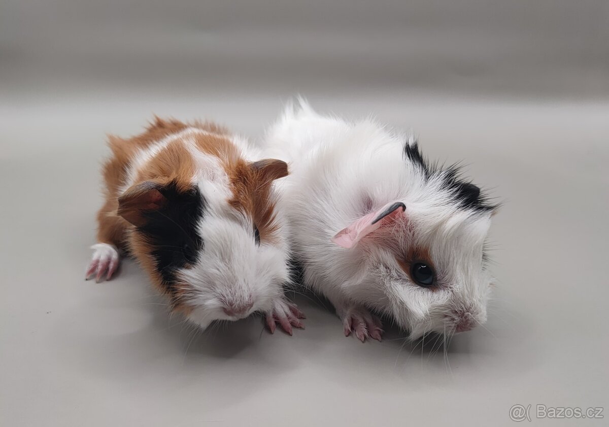 Nabídka morčátek z chovatelské stanice - 6