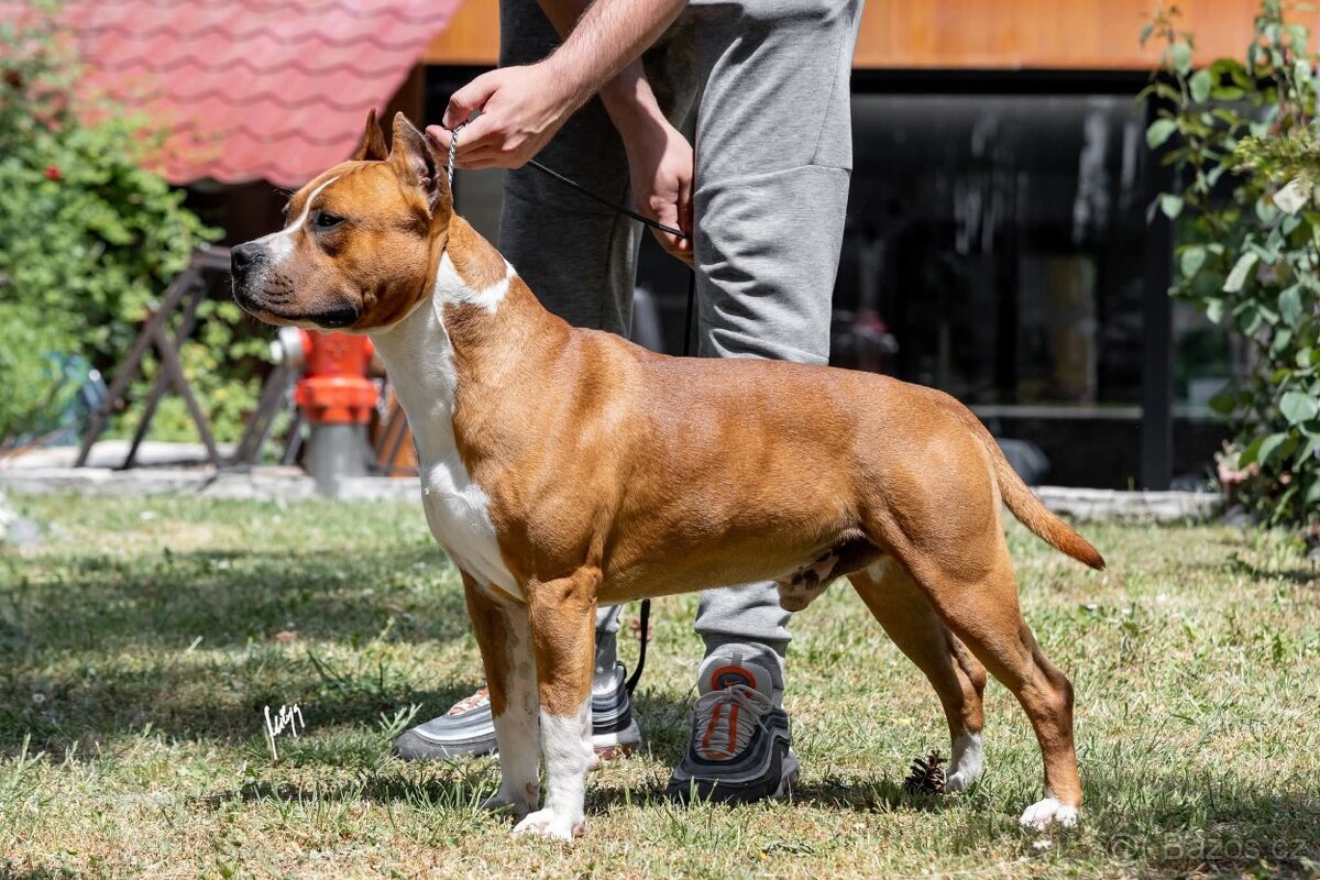 Americký stafordšírský teriér - 6