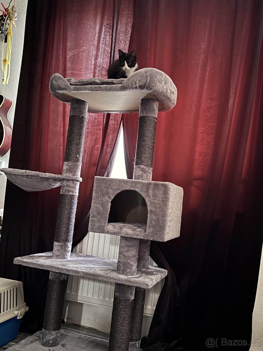 Daruji kočičku do dobrých rukou - 6