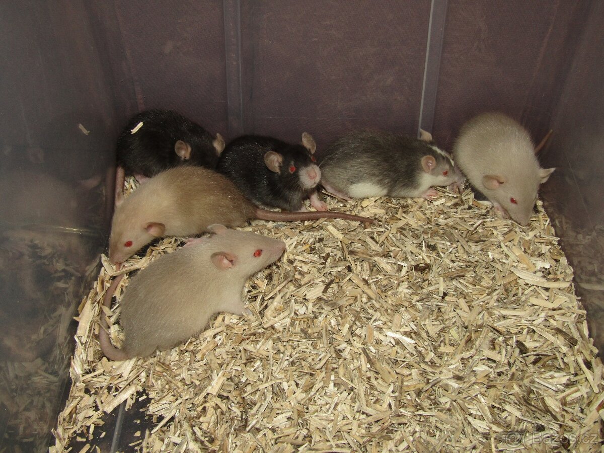 Dumbo, rex, obláčkový efekt - potkánci s výpisem předků - 6