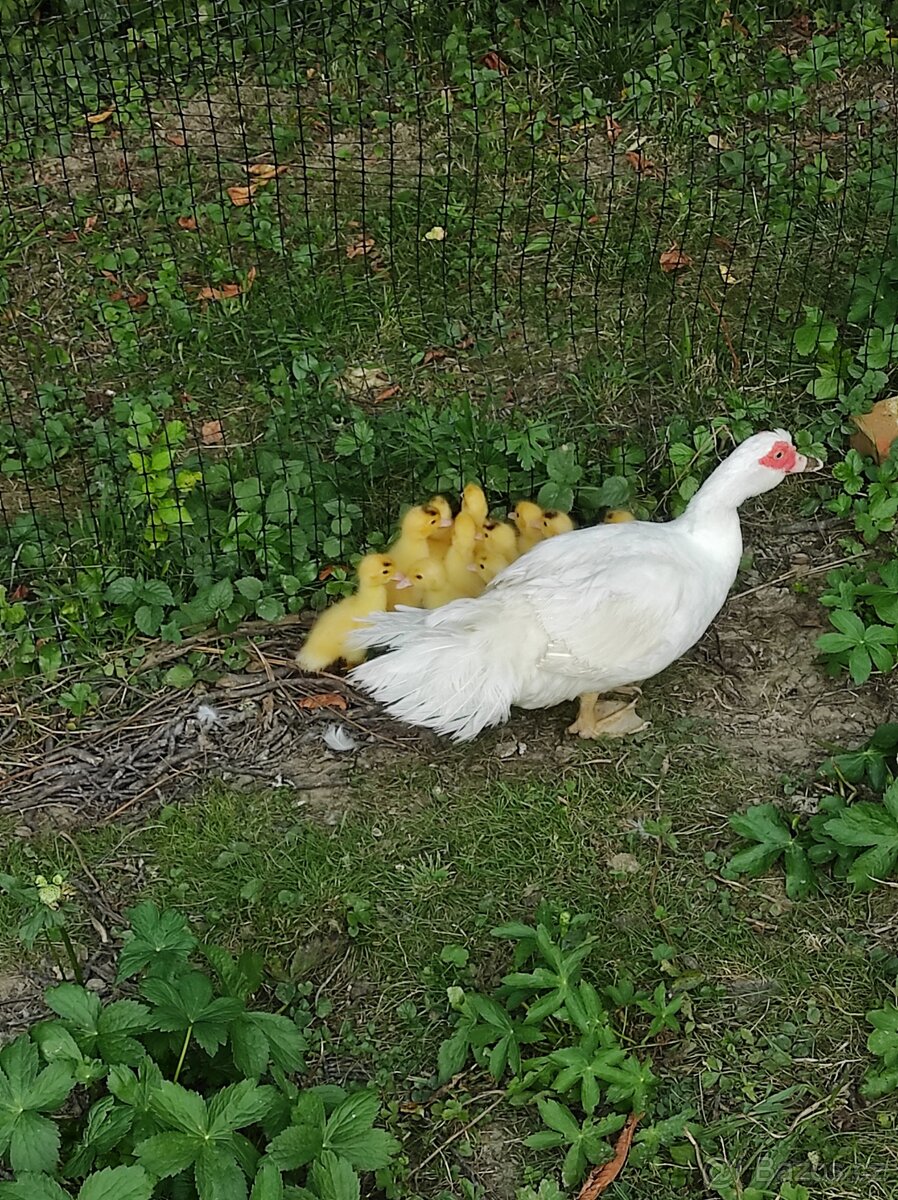 Kachna pižmová - 6