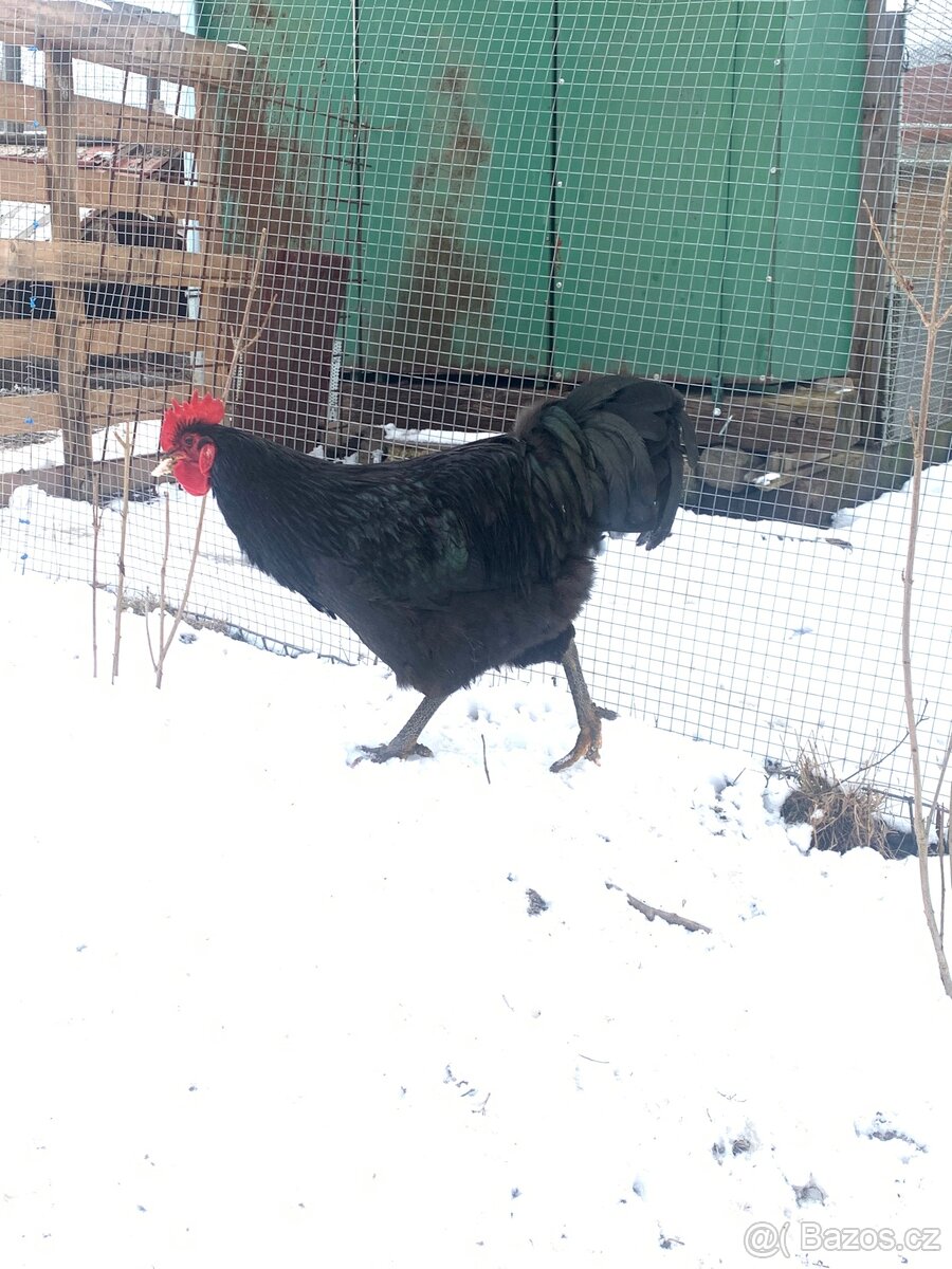 Kohout Žeržejský obr x Hempšírka - 6