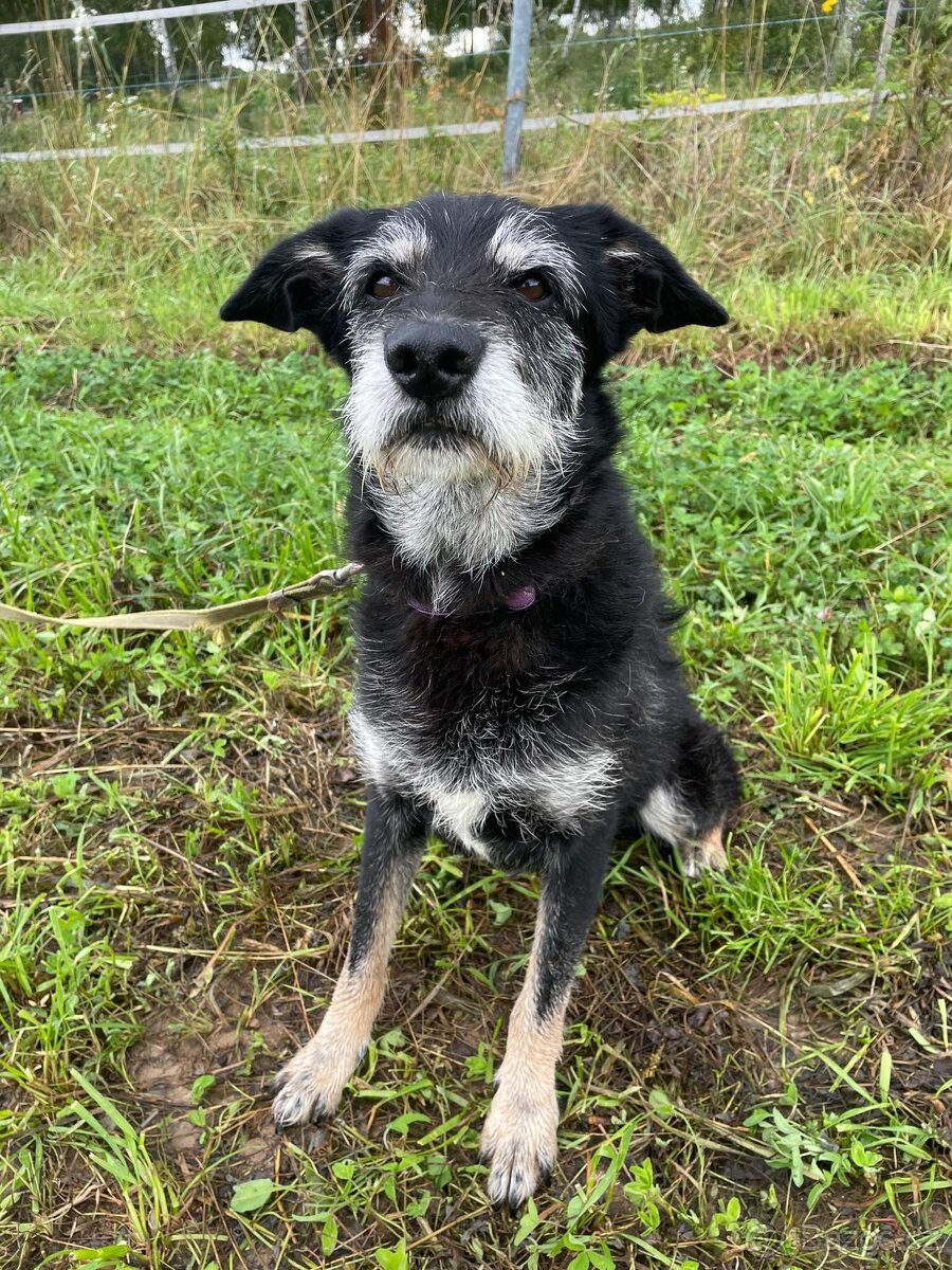 JACK - psík 9 let - 6