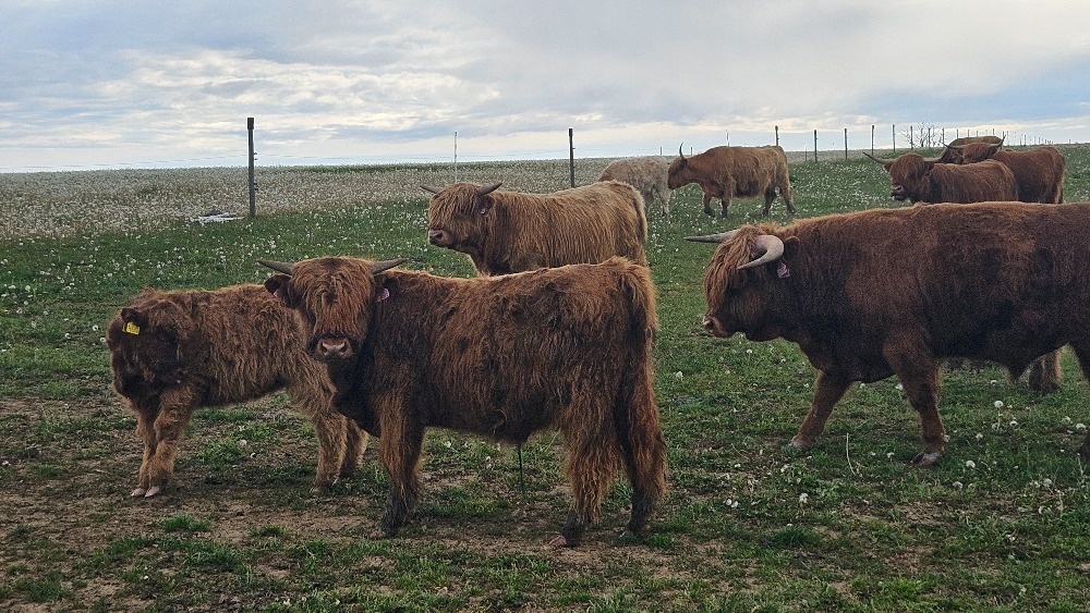 prodám býky - zástav - highland - 6