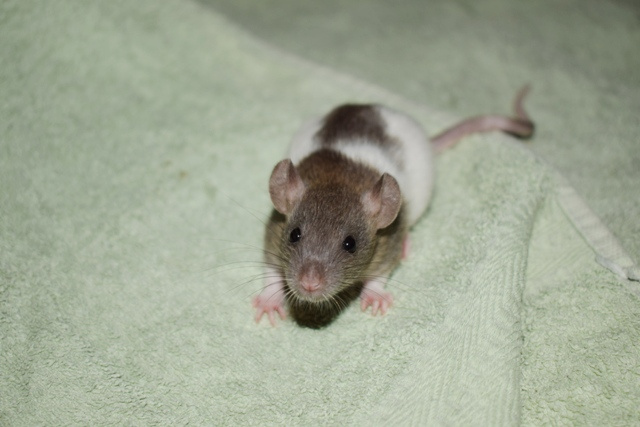 Potkani - fuzz, standard, dwarf - 6