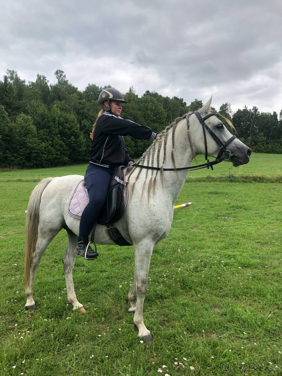 Připouštění čistým arabským hřebcem - 6