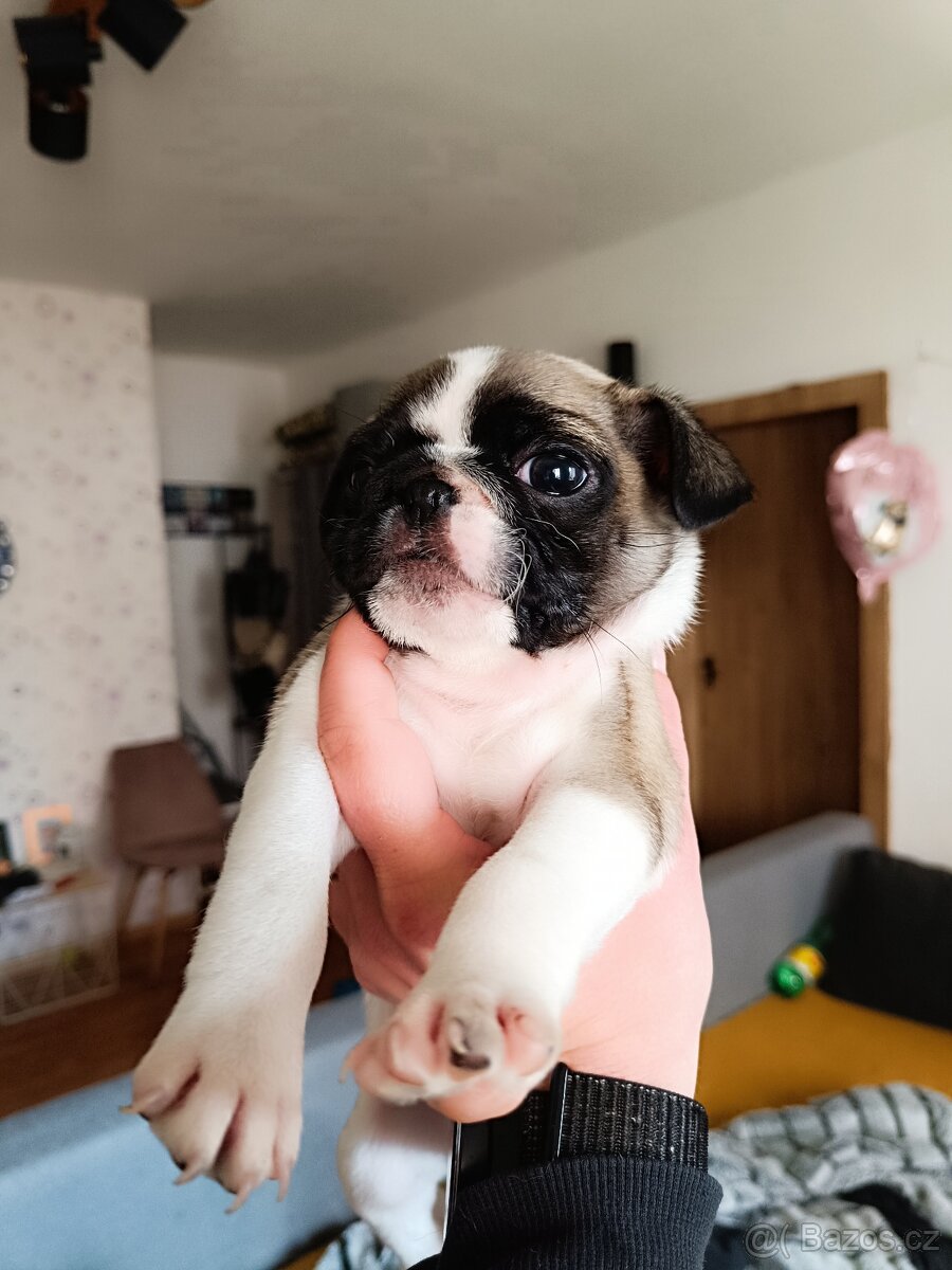 Prodám Mopsiky - 6