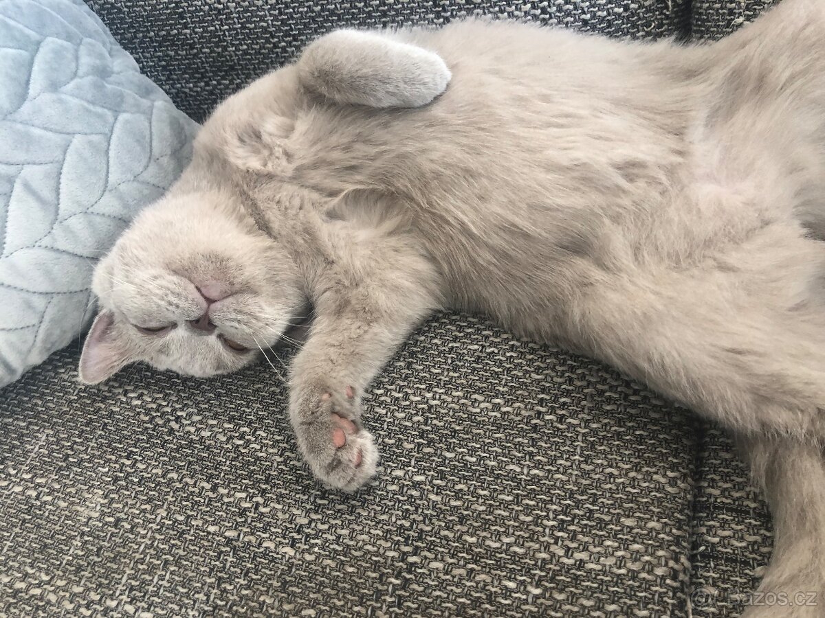 Britská kočička - 6